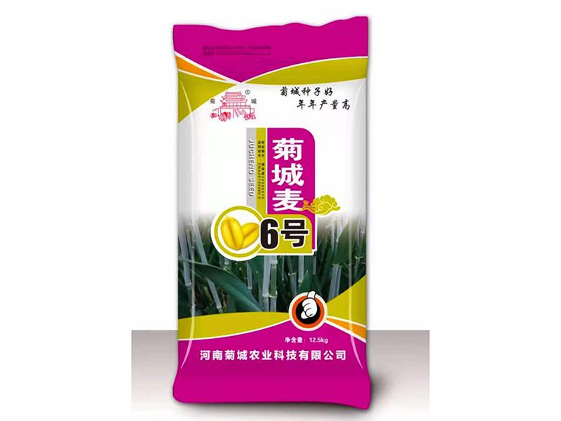 菊城麥6號(hào)